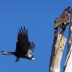 cacatua-funebre-piquicorta-4-720x600