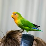 ein agapornis sitzt auf den kopf