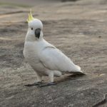 kakadu am boden