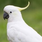 kakatu