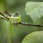 kolibri im nest
