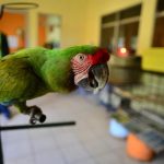 papagai als haustier
