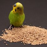 sittich am essen