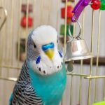 sittich mit glocke am spielen