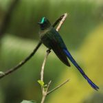 Aglaiocercus coelestis