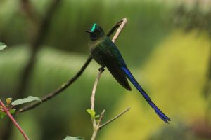 Aglaiocercus coelestis