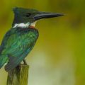 Amazonasfischer (Chloroceryle amazona)