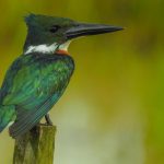 Amazonasfischer (Chloroceryle amazona)