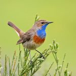 Blaukehlchen