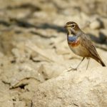 Blaukehlchen 2