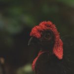 Braunbrust-Buschhuhn (Aepypodius bruijnii)