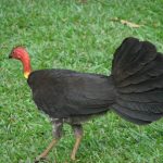 Buschhuhn (Alectura lathami)