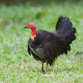 Buschhuhn (Alectura lathami), auch Australisches Talegalla