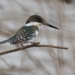 (Chloroceryle americana)