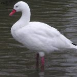 Coscorobaschwan