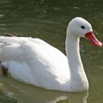 Coscorobaschwan (Coscoroba coscoroba)