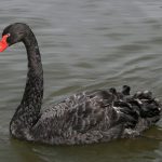(Cygnus atratus) oder Schwarzschwan auf den foto ein paar
