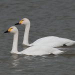 (Cygnus bewickii)