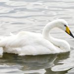 Cygnus_cygnus