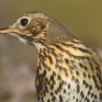 Drosseln (Turdidae)
