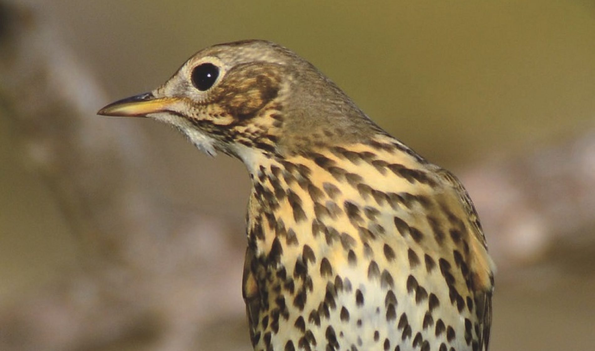 Drosseln (Turdidae)