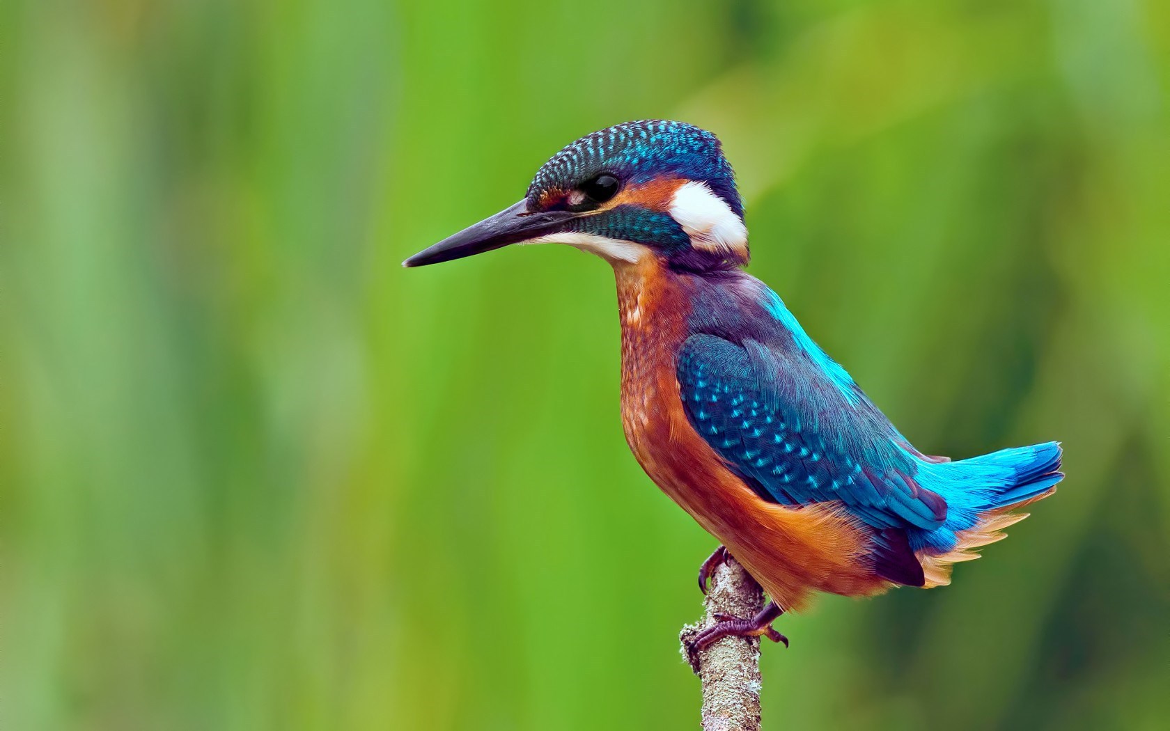 Eisvögel (Alcedinidae