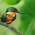 Erzfischer (Chloroceryle aenea)