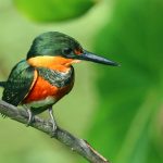 Erzfischer (Chloroceryle aenea)