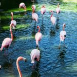 Flamingos