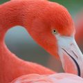 Flamingos (Phoenicopteridae)