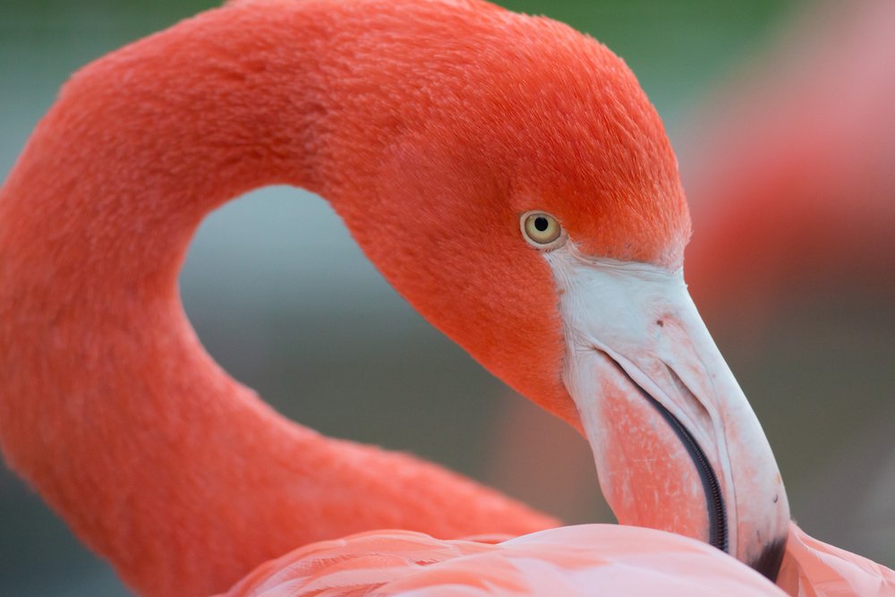 Flamingos (Phoenicopteridae)