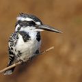 Graufischer (Ceryle rudis)