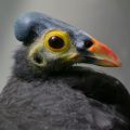 Hammerhuhn (Macrocephalon maleo), auch als Maleo