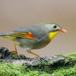 (Leiothrix lutea), auch Chinanachtigall