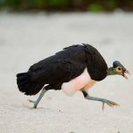 Maleo