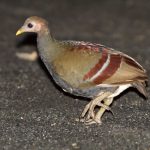 Molukkenhuhn