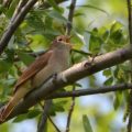 Nachtigall (Luscinia megarhynchos)