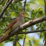 Nachtigall (Luscinia megarhynchos)