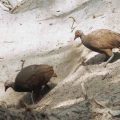 Nikobarenhuhn