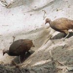 Nikobarenhuhn