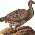 Progura gallinacea