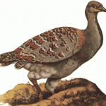 Progura gallinacea