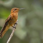 Rostrote Andenkolibri (Aglaeactis cupripennis)