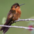 Rostrote Andenkolibri (Aglaeactis cupripennis) oder Rosenschillerkolibri