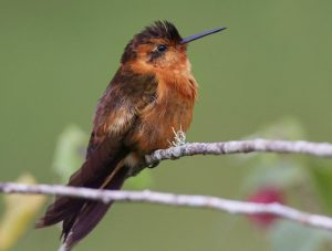 Rostrote Andenkolibri (Aglaeactis cupripennis) oder Rosenschillerkolibri