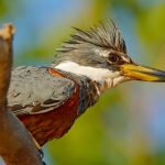 Rotbrustfischer (Megaceryle torquata)