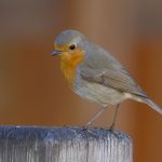 Rotkehlchen (Erithacus rubecula)