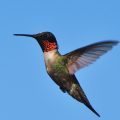 Rubinkehlkolibri (Archilochus colubris)