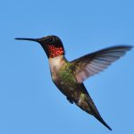 Rubinkehlkolibri (Archilochus colubris)