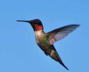 Rubinkehlkolibri (Archilochus colubris)